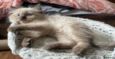 Ragdoll cats - Advert 4