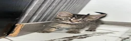 Domestic Shorthair cats for sale: 5 Tabby kittens - Advert 8