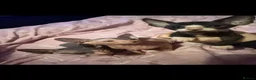 Sphynx cats for sale: Full breed Sphynx kittens for sale  - Advert 7