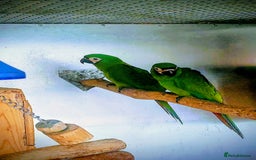 Macaws birds for sale: Chestnut fronted severe macaws - Image 12