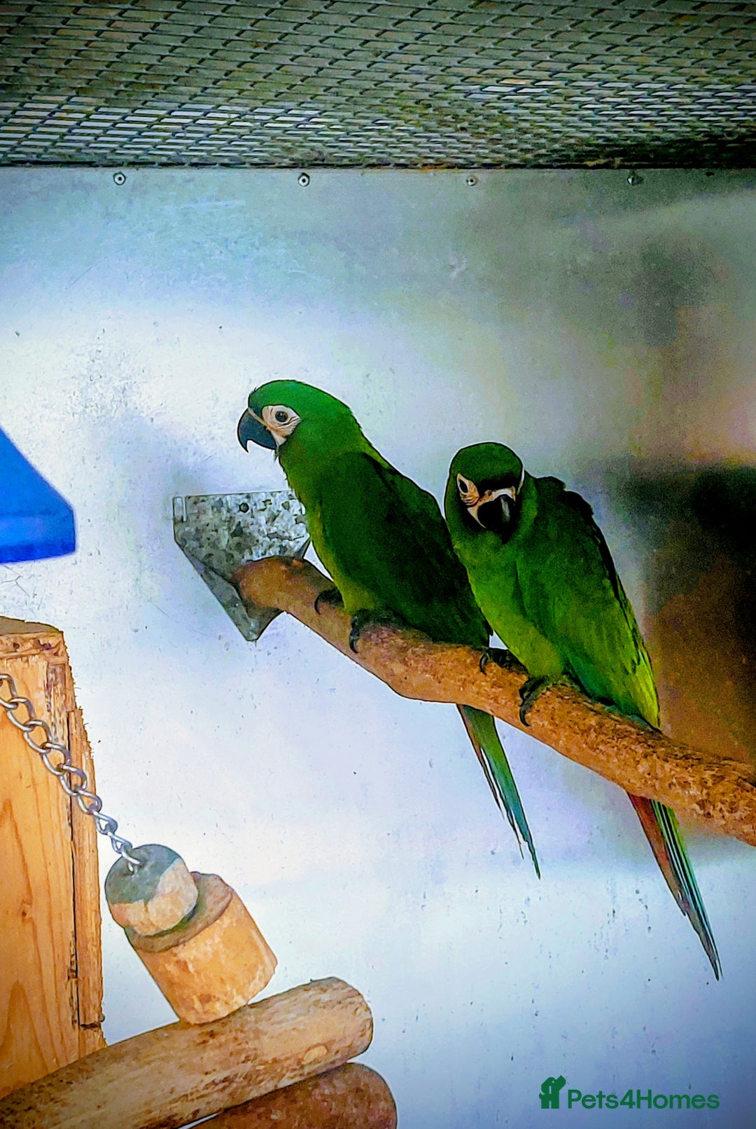 Macaws birds for sale: Chestnut fronted severe macaws - Image 12