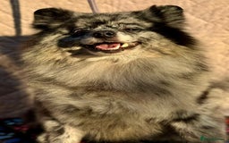 Pomeranian dogs for adoption: Dottie’s Story: From Darkness to Life - Image 1