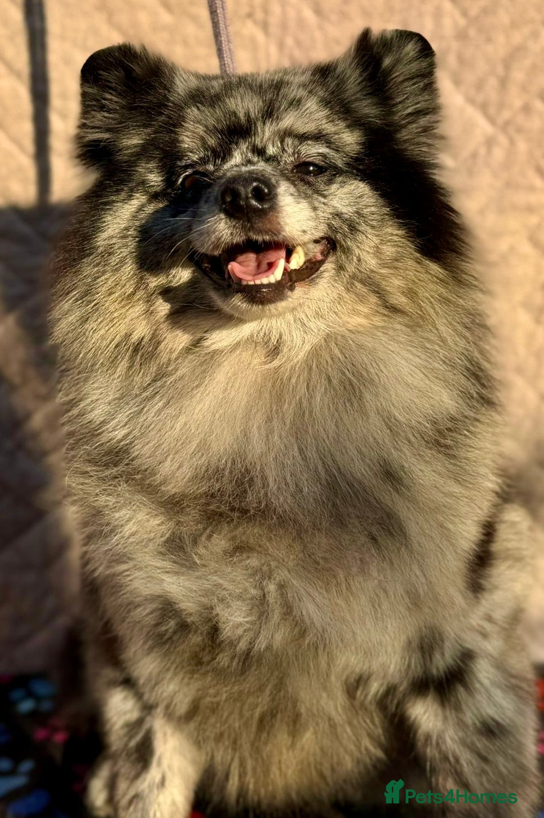 Pomeranian dogs for adoption: Dottie’s Story: From Darkness to Life - Image 1