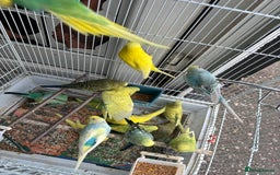 Budgerigars birds for sale: Mixed 4 to 9 month old Budgies,1 year old canaries - Image 6