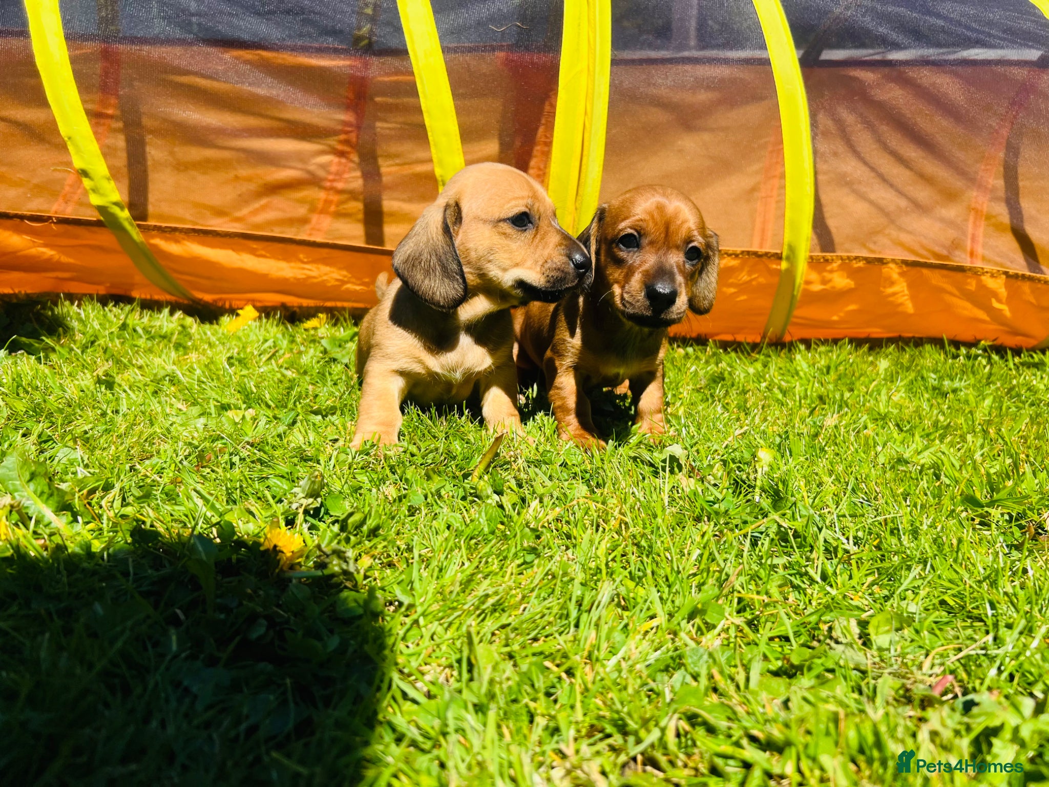 Miniature Dachshund dogs Daxi Jack - Advert 2