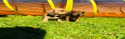 Miniature Dachshund dogs for sale: Daxi Jack - Advert 2
