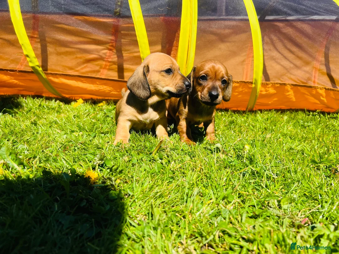 Miniature Dachshund dogs for sale: Daxi Jack - Advert 2