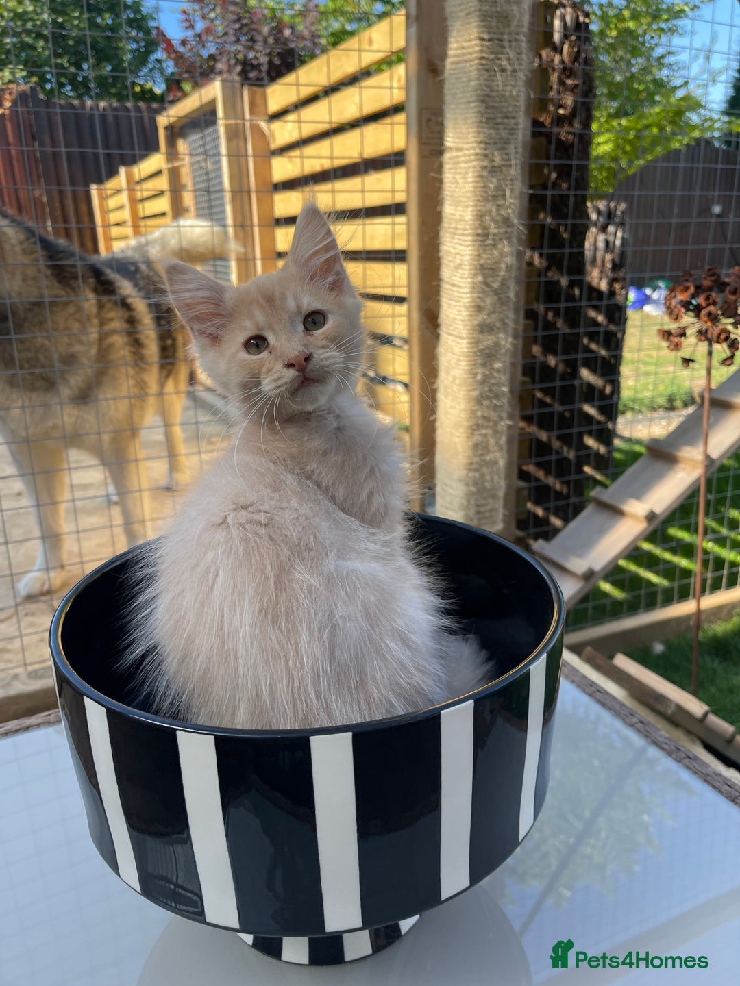 Maine Coon cats for sale: Cream Boys Available for forever homes  in Rushden - Image 1