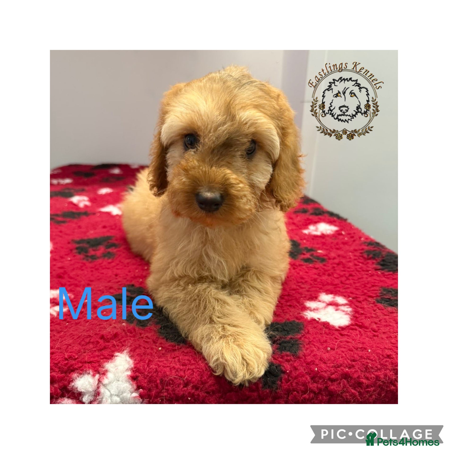Cockapoo dogs F1 miniature cockapoos  - Advert 1