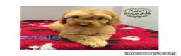 Cockapoo dogs for sale: F1 miniature cockapoos  - Advert 1