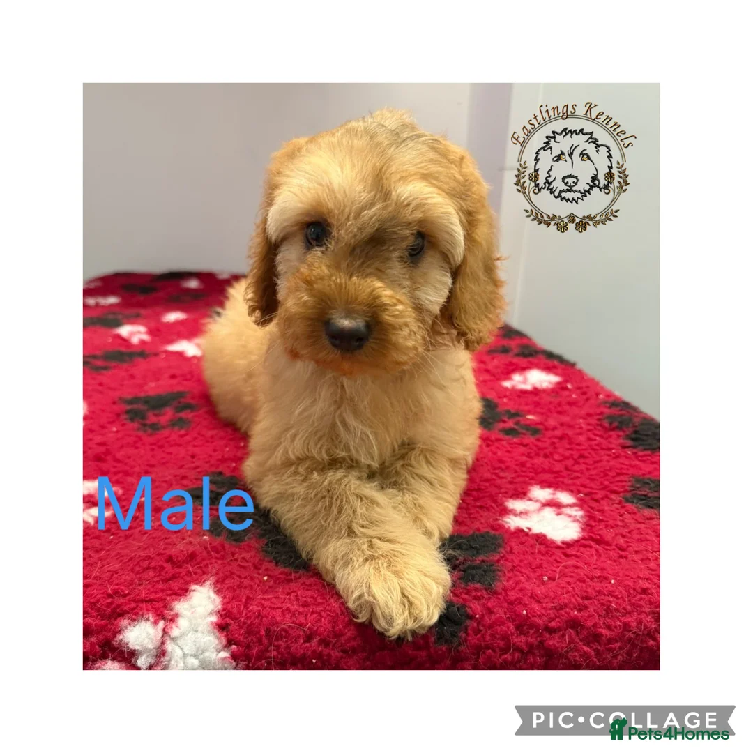 Cockapoo dogs for sale: F1 miniature cockapoos  - Advert 1