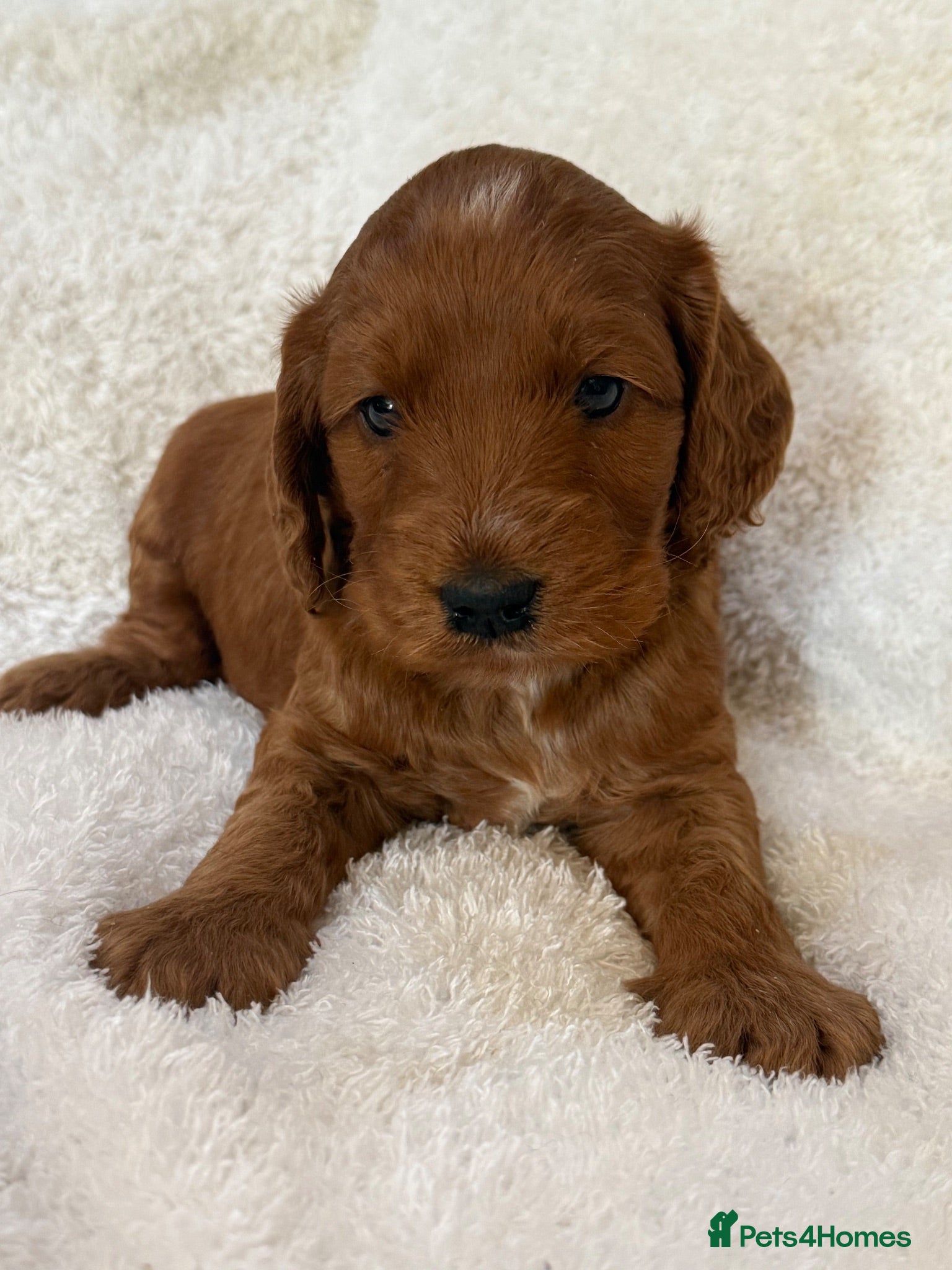 Cockapoo dogs Red F1 Cockapoo Girl - Advert 1