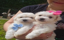 Maltese dogs for sale: ✨️Tiny Maltese. Only 2 boys and 1 girl left✨️ - Image 9