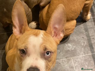 American Bully dogs American pocket bully puppies ready to go - Advert 1