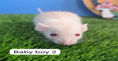 Rat rodents - Advert 7