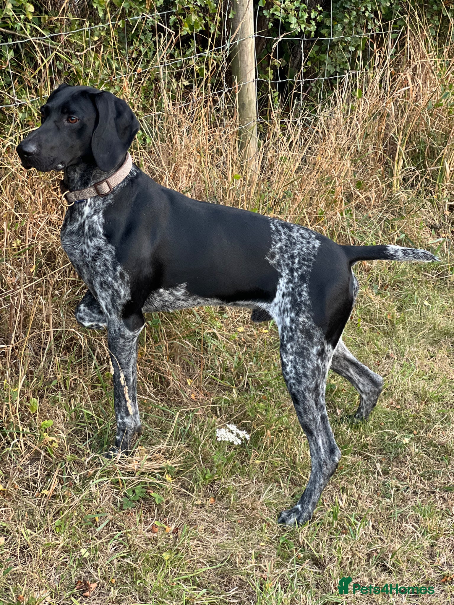 German Shorthaired Pointer dogs Male German Shorthaired Pointer  - Advert 2