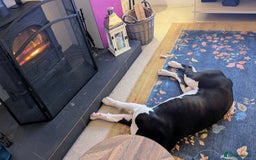 Mixed Breed dogs for sale: Max - Boxer/Collie Cross - Advert 5