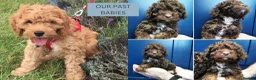 Cockapoo dogs for sale: 3 girl 2 boys May babies (July Home Time) - Advert 3