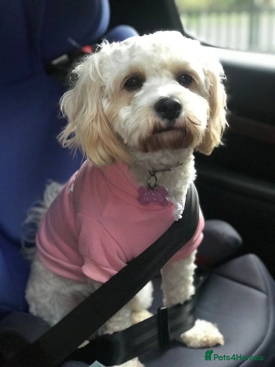 Mixed Breed dogs for sale: Two Gorgeous Puppies Remaining!  - Advert 2