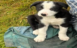 Border Collie dogs for sale: Gorgeous collie puppies  - Image 5