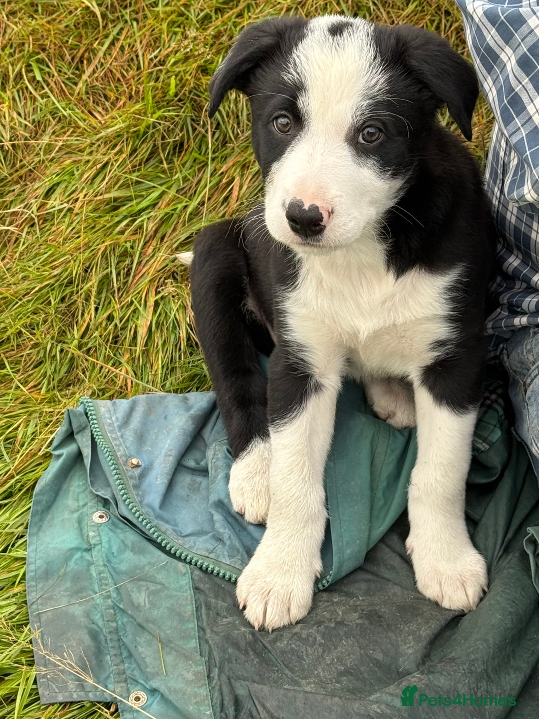 Border Collie dogs for sale: Gorgeous collie puppies  - Image 5