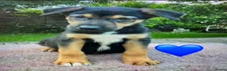 German Shepherd dogs for sale: GSD X COLLIE,BIG CHUNKY FARM BRED PUPS. - Advert 3