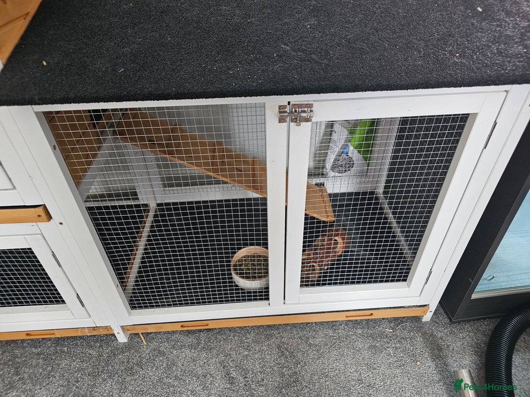Netherland Dwarf rabbits for sale: Lovely grey netherlands drawf - Image 5
