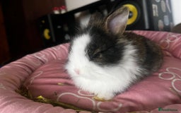 Lionhead rabbits for sale: Double-Maned Lionhead’s for sale 🐰❤️ - Image 4