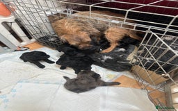 Border Terrier dogs for sale: Stunning Border Teddy boy avaiable - Image 3