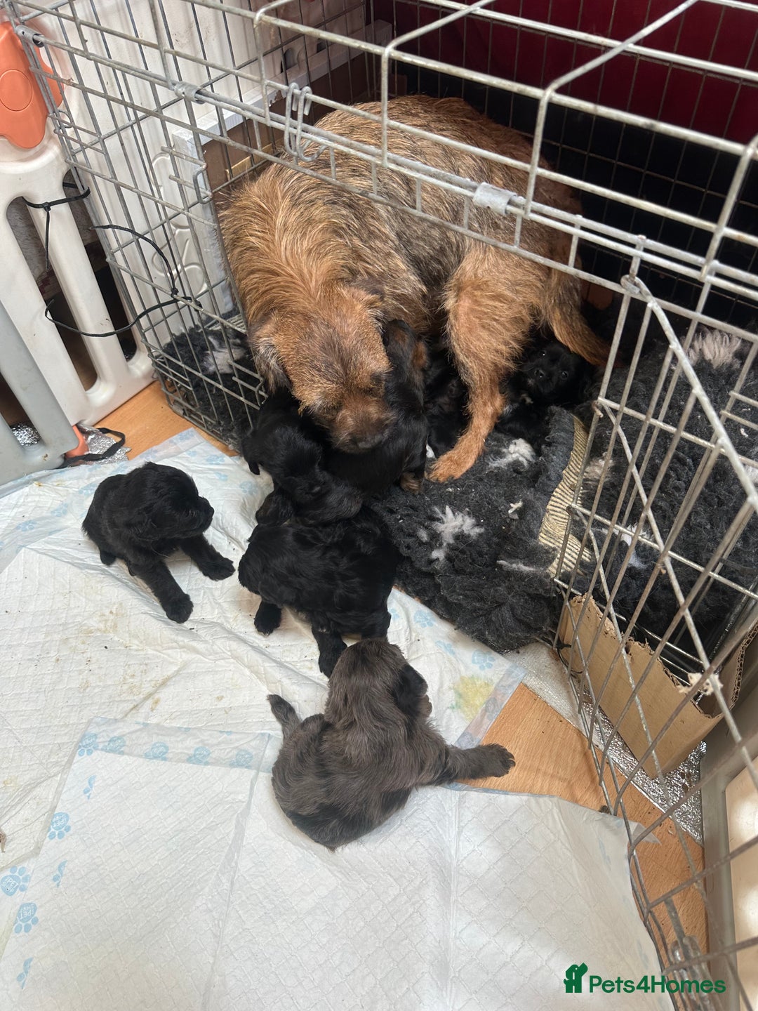 Border Terrier dogs for sale: Stunning Border Teddy boy avaiable - Image 3
