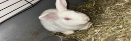 Mixed Breed rabbits for sale: 2 BUCKS  in Bradford - Advert 2