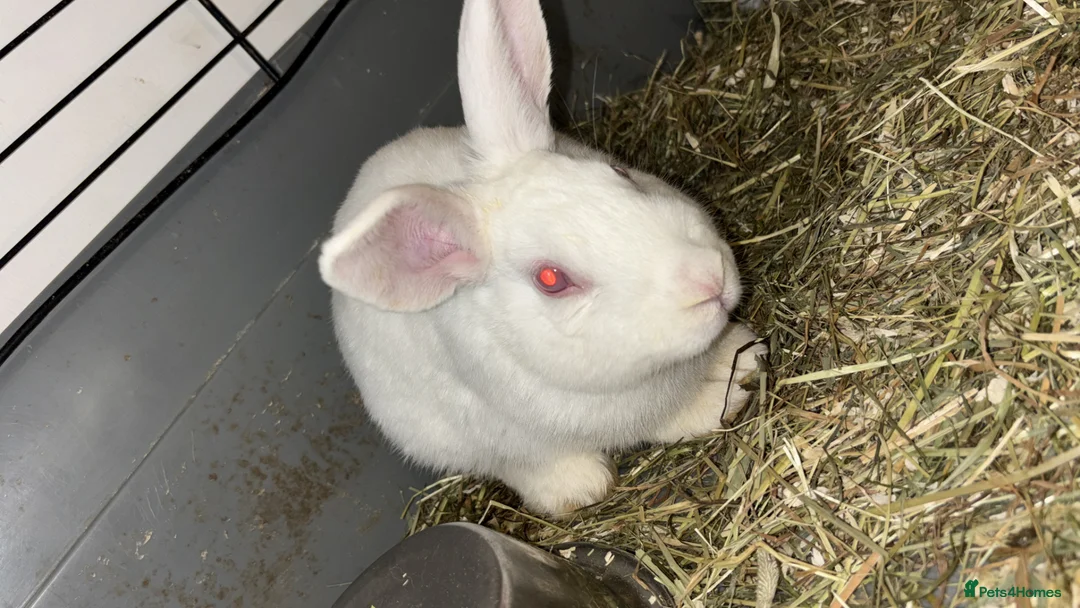 Mixed Breed rabbits for sale: 2 BUCKS  in Bradford - Advert 2