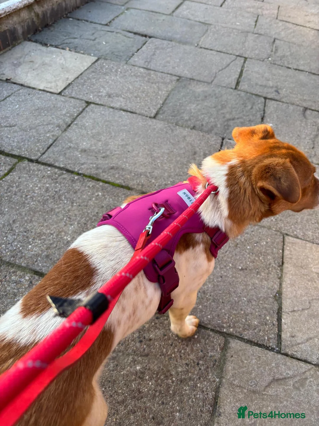 Mixed Breed dogs for adoption: 🐾💛AMBER- WANTS A HOME TO CALL HER OWN💛🐾 - Advert 8