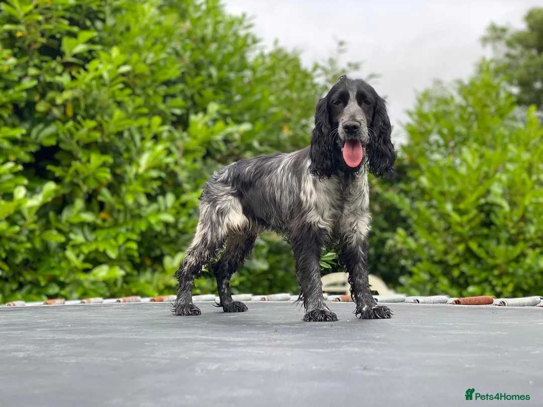 Cocker Spaniel dogs for sale: Cocker spaniel - Advert 4