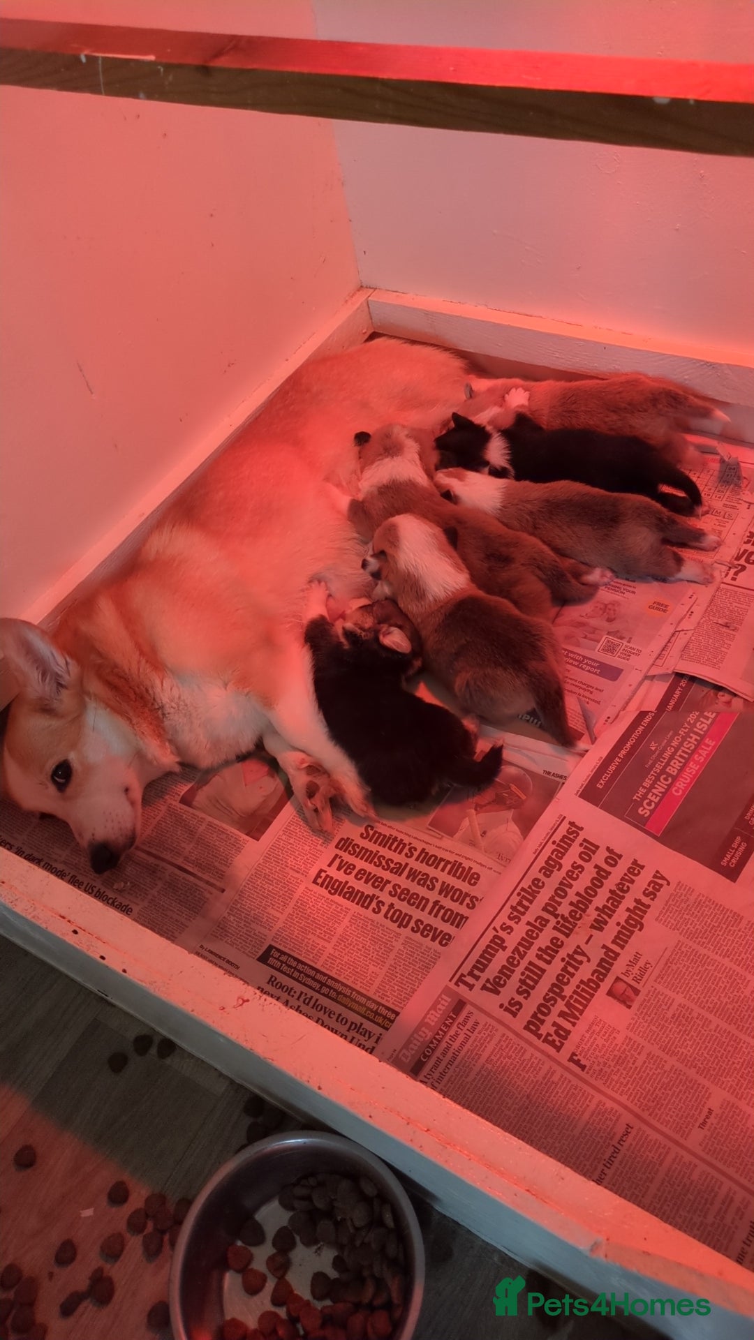 Welsh Corgi Pembroke dogs for sale: Stunning big boned corgi bitch pup - Advert 2