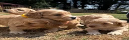 Cockapoo dogs for sale: STUNNING F1 COCKAPOOS  - Advert 16