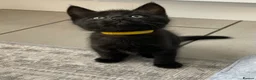 Mixed Breed cats for sale: 🐾 6 LOVELY, FRIENDLY KITTENS – 5 BOYS & 1 GIRL 🐾 - Advert 25