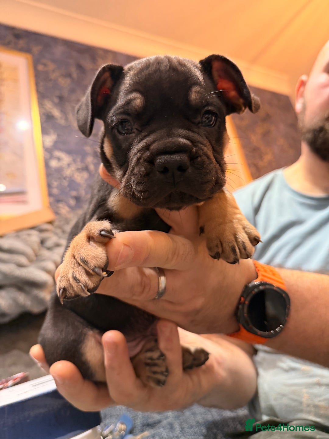 Mixed Breed dogs for sale: American french bully  - Advert 15