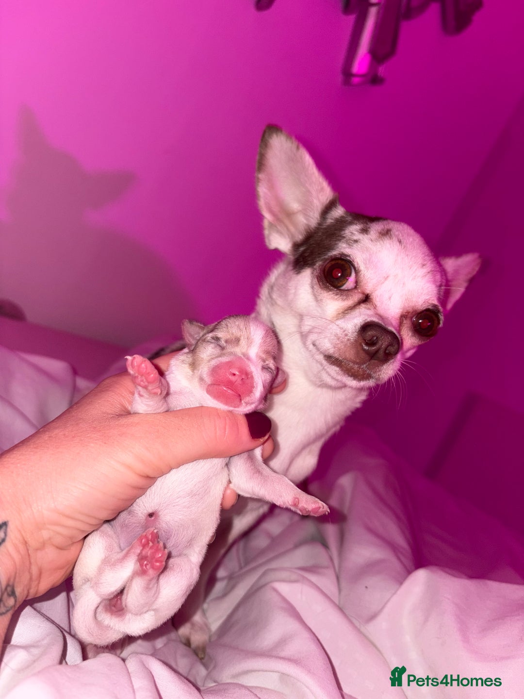 Chihuahua dogs for sale: 🐶 xxs Stunning pure chihuahua pups 🐶 - Image 29