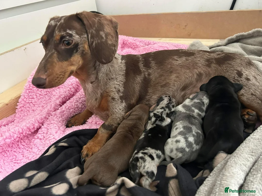 Miniature Dachshund dogs for sale: Silver dapple miniature  Dachshund female  - Advert 2