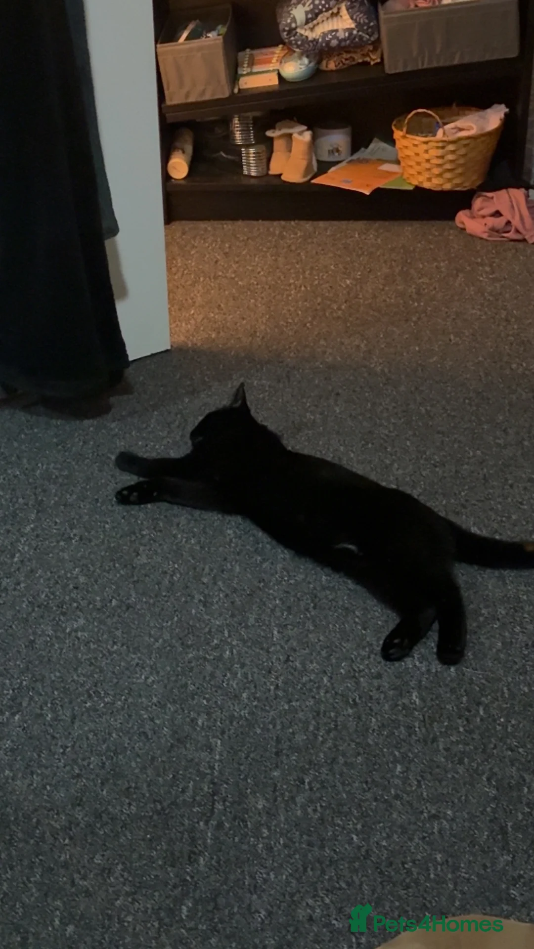 Mixed Breed cats for sale: Black Cat for Sale - Advert 3