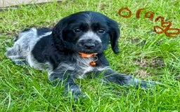 Cocker Spaniel dogs for sale: Cocker spaniels  - Image 2