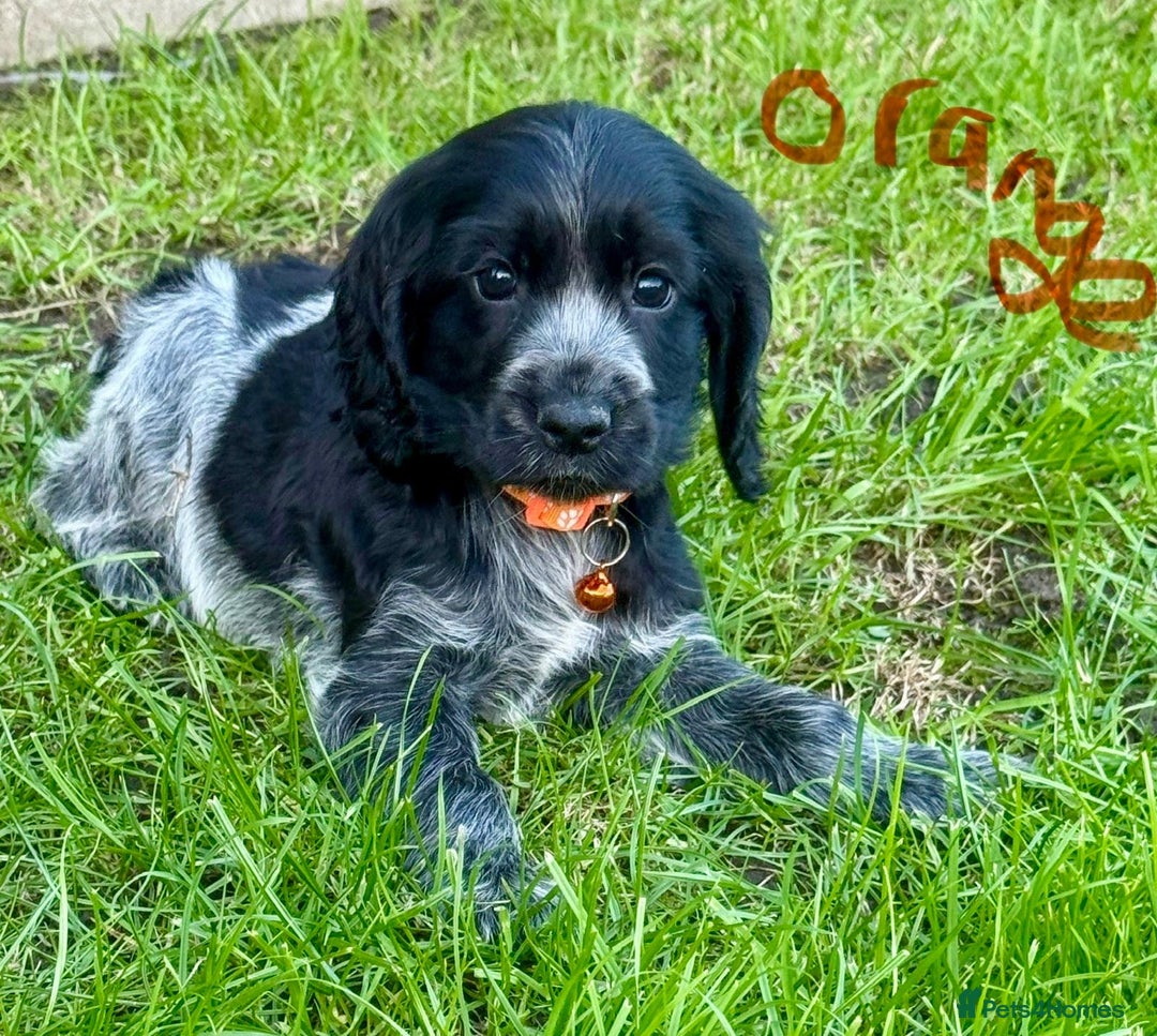 Cocker Spaniel dogs for sale: Cocker spaniels  - Image 2