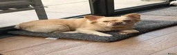 French Bulldog dogs for stud: Visual fluffy French bulldog Stud - Advert 2