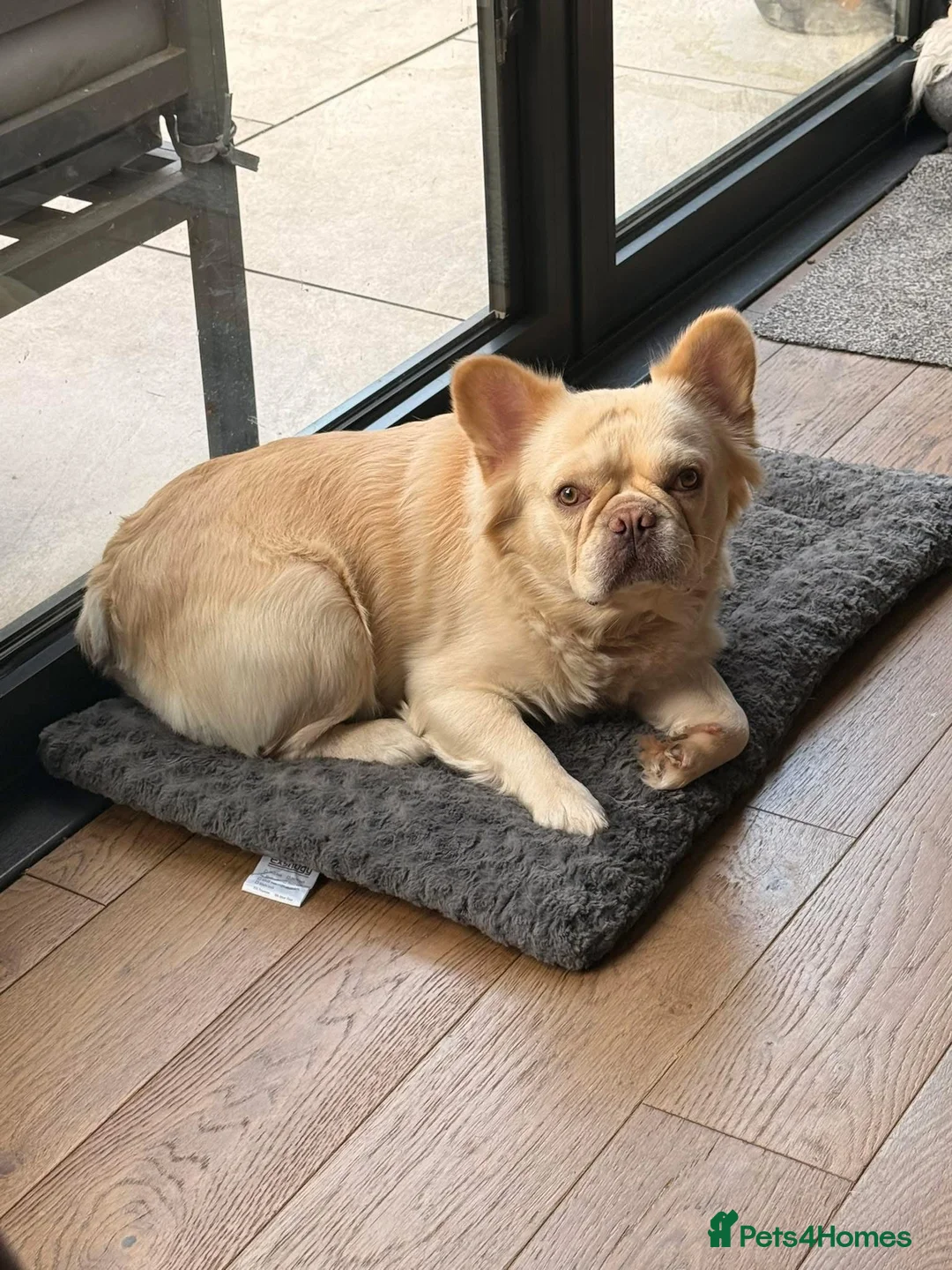 French Bulldog dogs for stud: Visual fluffy French bulldog Stud - Advert 2