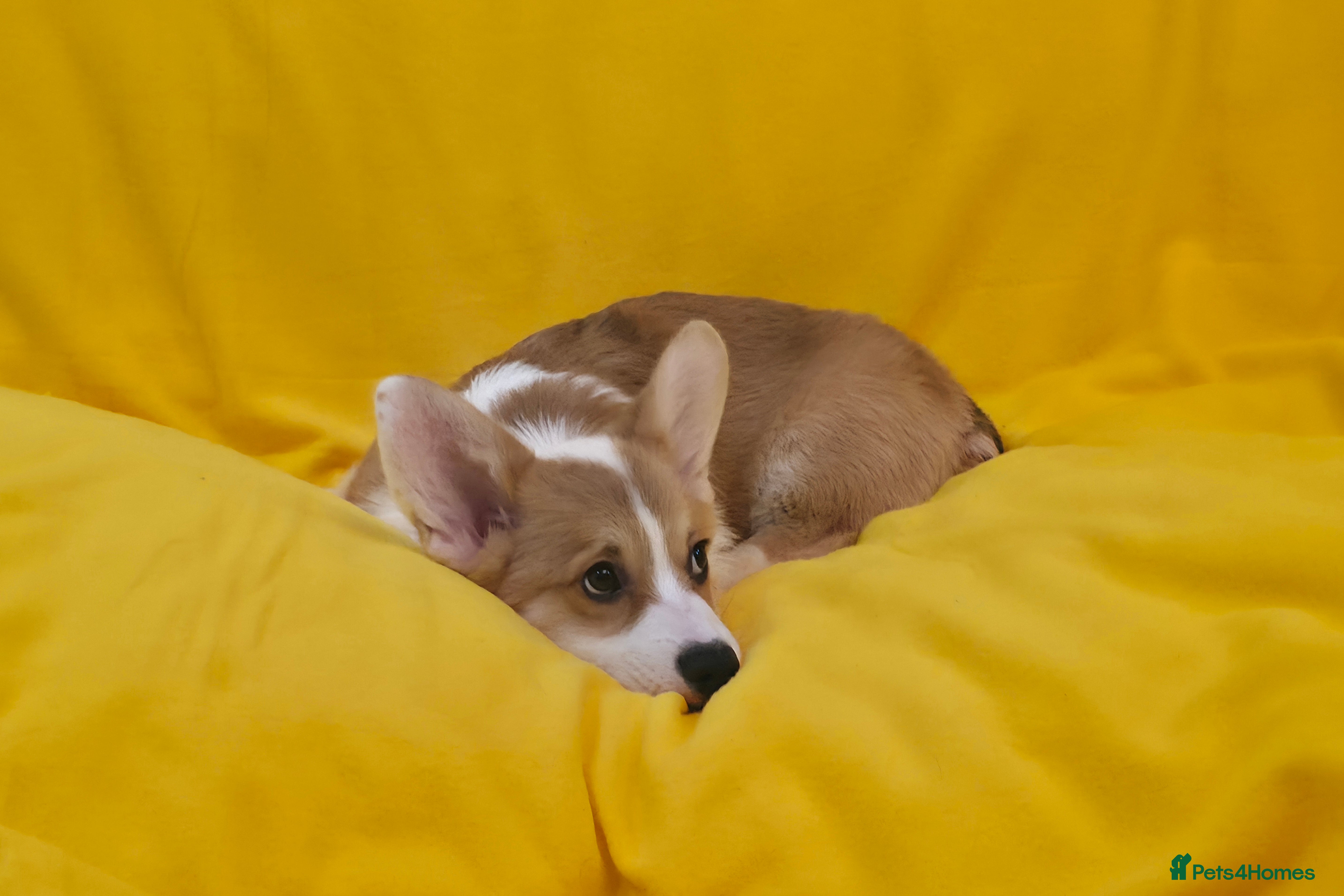 Welsh Corgi Pembroke dogs 33rd Gen KC Pembroke Corgi Pups - Advert 2