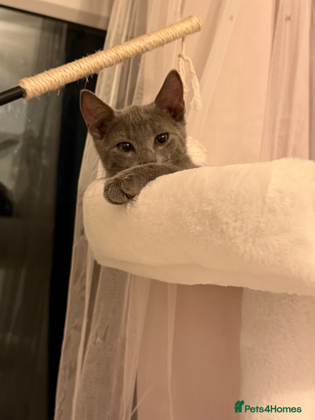 Russian Blue cats for sale: Russian blue kitten for sale  - Advert 4