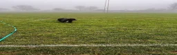 Mixed Breed dogs for adoption: Winston needs a new home  in Dinas Powys - Advert 8