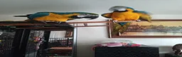 Macaws birds for sale: Macaw pair  in London - Advert 4