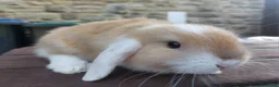 Mini Lop rabbits for sale: ☆ Two Baby Doe Mini Lops ☆ - Advert 4